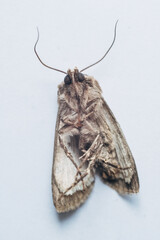 Macro Moth
