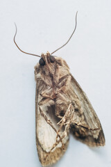 Macro Moth