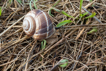 French cuisine, big tasty edible land snails escargot growing on snail farm in Burgugne, France close up