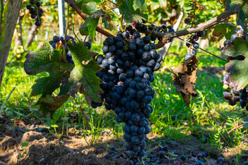Fototapeta premium Merlot or Cabernet Sauvignon red wine grapes ready to harvest in Pomerol, Saint-Emilion wine making region, France, Bordeaux
