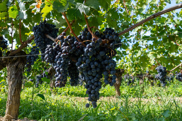 Vineyards near St. Emilion town, production of red Bordeaux wine, Merlot or Cabernet Sauvignon...
