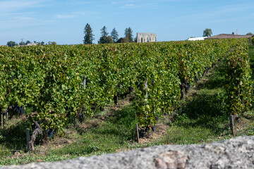 Vineyards near St. Emilion town, production of red Bordeaux wine, Merlot or Cabernet Sauvignon...