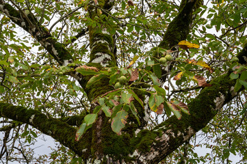 Plantation of high-quality PDO certified walnuts trees in Perigord Limousin Regional Natural Park, France in summer
