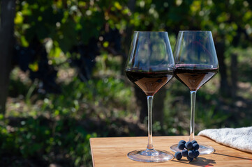 Tasting red Bordeaux wine, Merlot or Cabernet Sauvignon red wine grapes on cru class vineyards in Pomerol, Saint-Emilion wine making region, France, Bordeaux