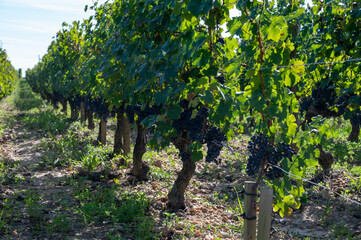 Merlot or Cabernet Sauvignon red wine grapes ready to harvest in Pomerol, Saint-Emilion wine making...