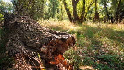 summer landscape of forest with old fallen trees and grass, close view, shadows from the bright...