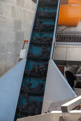 Sorting line, harvest works in Saint-Emilion wine making region on right bank of Bordeaux, picking,...