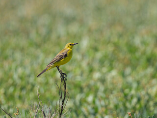 A Western Yellow wagtail sitting on a plant
