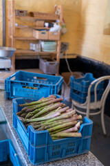 New harvest, box with green asparagus sprouts growing on bio farm field in Limburg, Belgium