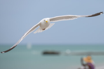 A European Herring Gull flying over the beach