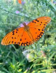 Butterfly perched with open wings in a thistle field