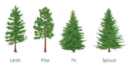 coniferous trees set, larch, pine, fir, spruce, color vector illustration isolated on white - obrazy, fototapety, plakaty
