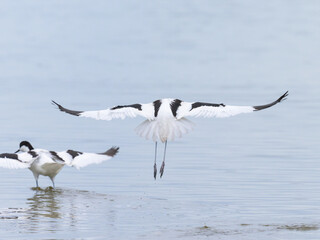 Pied avocets flying away from a pond