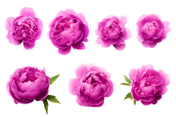 Collection of pink glorious peonie flowers cut out