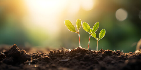 young plants sprouting from the ground .growing a plant on soil. against sunny background .AI Generative.  - Powered by Adobe