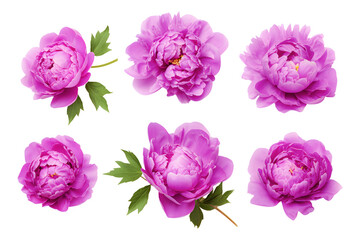 Isolated purple glorious peonie flowers on white