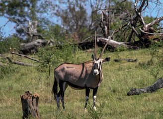 Female oryx antelope is typical representative of the fauna of Africa.