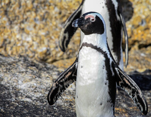 Naklejka premium Spectacled or black-legged penguin has opened its wings and is drying its feather in the sun.