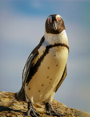  African spectacled Penguin poses on coastal rock against the background of the ocean.