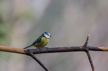 Blue tit, Parus caeruleus, single bird on branch