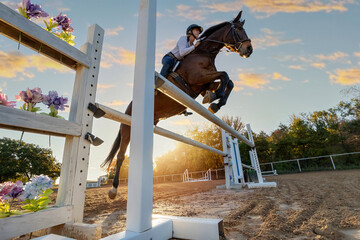 Horse Hunter Jumper over fence low angle sunflare