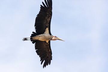 An endangered Marabou Stork (Leptoptilos crumeniferus) in flight at dawn  Limpopo, South Africa