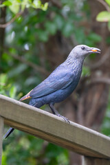 Red-winged Starling female (Onychognathus morio) eating berries in Afromontane forest habitat, Western Cape, South Africa