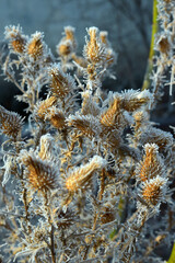 photograph of thistles in winter with frost on the branches