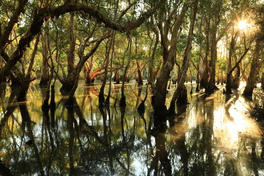 Beautiful landscape with old Melaleuca or Paper Bark trees and reflection in peat swamp forest wetlands , Rayong Botanical Garden ,Thailand 