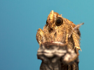 POLILLA, RETRATO Y CUERPO COMPLETO, CARA DE MARIOSA.