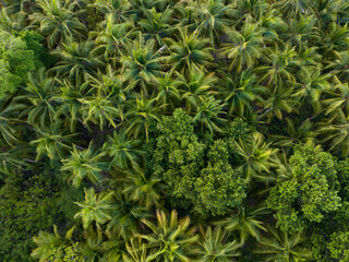 Seen from a bird's eye view, the vibrant, green canopy of a tropical forest, growing on a remote island in Indonesia, catches as much sunlight as possible. 
