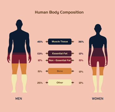 healthy male and female body composition,Human body, isolated flat vector illustration, info graphic diagram,  silhouettes,Percentage proportions, muscle tissue,fat,storage fat,bones and other,