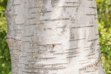 white bark birch trunk close up red ladybug sunny day forest trees landscape summer