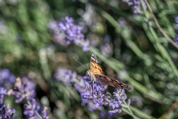 Beautiful violet purple lavender flowers in the garden