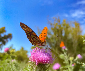 Butterfly standing on a thistle flower on a sunny day in a field in South America. Light blue sky background.