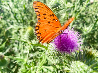 Obraz premium Close-up of an orange butterfly libing on a pink thistle flower.