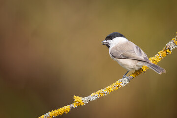 Bird - Marsh tit Poecile palustris perched on branch, winter time Poland Europe