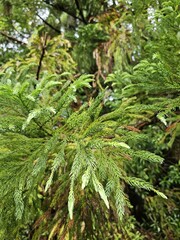 Plant Terrestrial plant Evergreen Groundcover Twig Flower