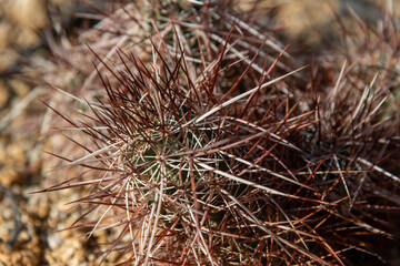 Arizona hedgehog cactus (Echinocereus arizonicus), Anza Borrego State Park