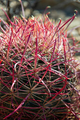 California barrel cactus (Ferocactus cylindraceus), close-up of a cactus in the desert Anza Borrego State Park California