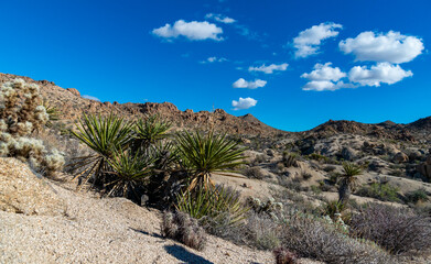 Large yucca and various desert plants in a rocky desert area in Anza Borrego State Park