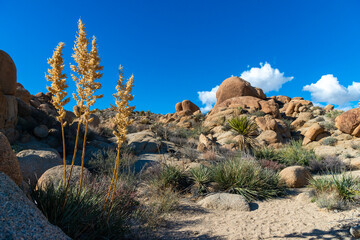 Large yucca and various desert plants in a rocky desert area in Anza Borrego State Park