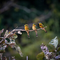 Three little bee eaters sitting in a tree in South Luangwa National Park.