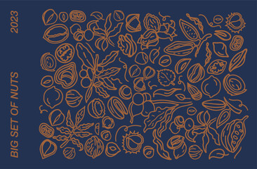 Isolated vector set of nuts. Nuts and seeds collection. Vector hand drawn objects. Peanuts, cashews, walnuts, hazelnuts, cocoa, almonds, chestnut, pine nut, nutmeg, peanut, macadamia, coconut.