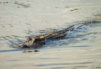 American alligator approaching across calm waters of Atchafalaya delta with eyes and snout visible...