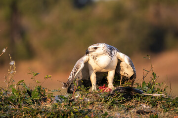 Juvenile Martial Eagle eating a stork in Nsefu sector of South Luangwa National Park.