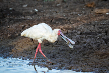 Spoonbill with frog in its beak in South Luangwa National Park, Zambia.