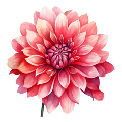 Red Pink Dahlia Flower Botanical Watercolor Painting Illustration