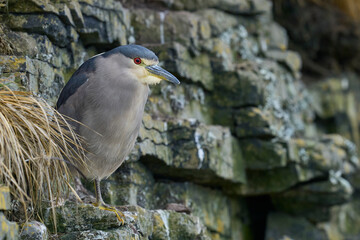Black-crowned Night-heron (Nycticorax nycticorax falklandicus) on the coast of Bleaker Island in the Falkland Islands.