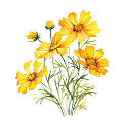 Beautiful Bright Yellow Cosmos Flowers Bouquet Botanical Watercolor Painting Illustration